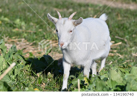山羊（飼養/寵物） 134190740