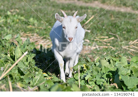 山羊（飼養/寵物） 134190741