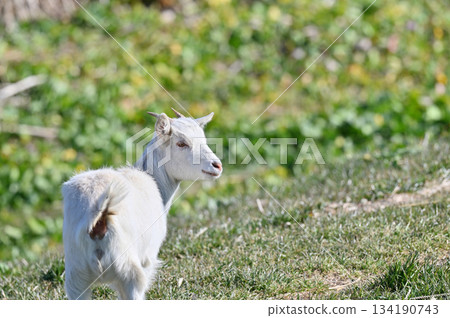 山羊（飼養/寵物） 134190743