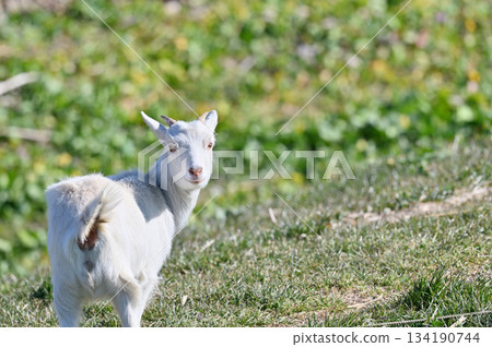 山羊（飼養/寵物） 134190744