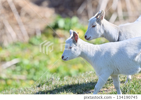 Goats (raised/pets) Goats (raised/pets) 134190745