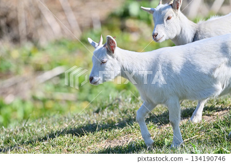 Goats (raised/pets) Goats (raised/pets) 134190746