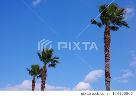palm tree coconut tree palm tree coconut tree 134190866