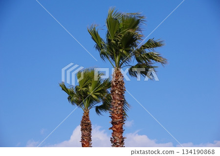 棕櫚樹 椰子樹 134190868