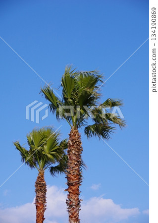 palm tree coconut tree palm tree coconut tree 134190869