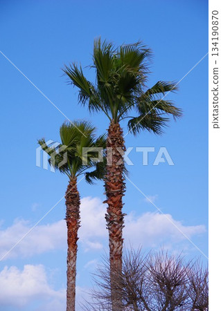 palm tree coconut tree palm tree coconut tree 134190870
