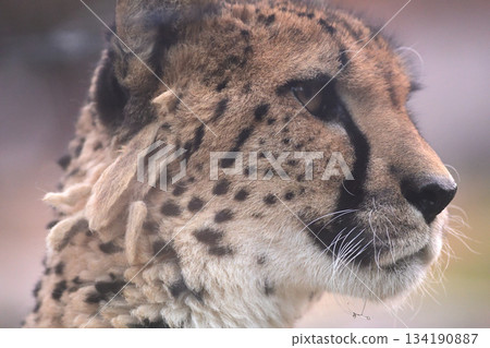 一隻可愛的獵豹，下巴上滴著口水，鬍鬚黏在了一起。 134190887