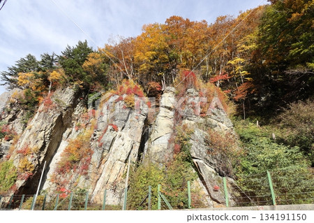 長野縣高山村,秋葉染紅的懸崖 長野縣高山村,秋葉染紅的懸崖 134191150