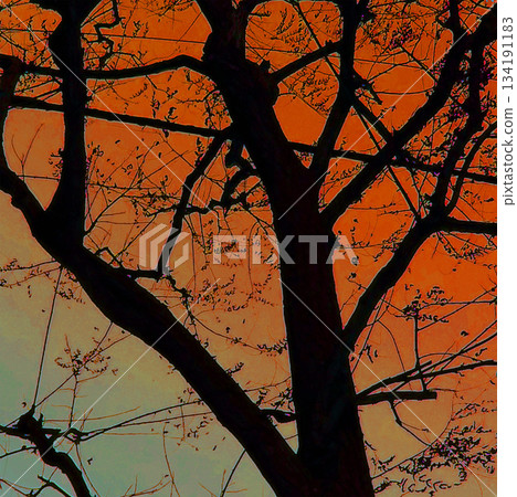 Silhouette of a tree looking up at the sky 134191183