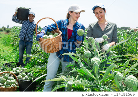 Female plantation workers having conversation about artichoke crop Female plantation workers having conversation about artichoke crop 134191569