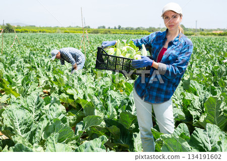 Female farmer with box of ripe cauliflower on plantation 134191602
