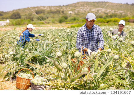 Focused man engaged in artichokes growing, harvesting vegetables 134191607