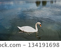 遊樂園湖面上一隻孤獨的天鵝 134191698