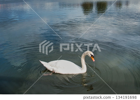 遊樂園湖面上一隻孤獨的天鵝 134191698