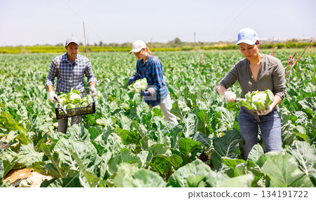 Positive asian woman picking harvest of cauliflower cabbage on field 134191722