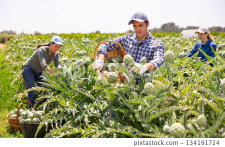 Focused man engaged in artichokes growing, harvesting vegetables 134191724
