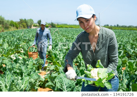 Woman farmer with knife picking fresh organic cauliflower cabbage in crates on farm Woman farmer with knife picking fresh organic cauliflower cabbage in crates on farm 134191726