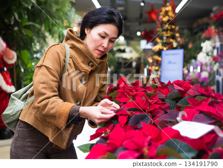 Asian woman chooses Poinsettia pulcherrima flowers Asian woman chooses Poinsettia pulcherrima flowers 134191790