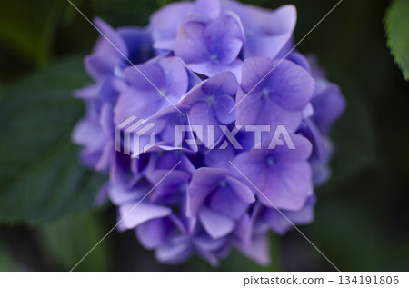 Hydrangea, Flower, blossom 134191806