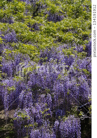 Mauve Time 134191912