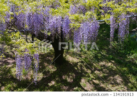 Mauve Time 134191913