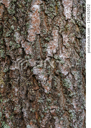 Detailed view of tree bark surface Detailed view of tree bark surface 134192052