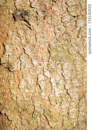 Sunlit tree bark with lush moss detail Sunlit tree bark with lush moss detail 134192058