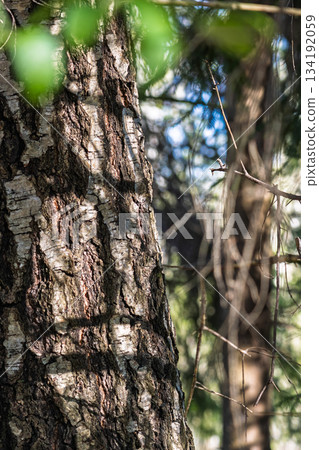 forest edge bark with entwined branches 134192059
