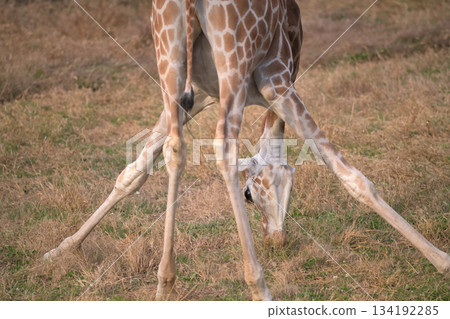 一隻長頸鹿張開雙腿呈直角吃草，似乎正在思考如何證明勾股定理。 134192285