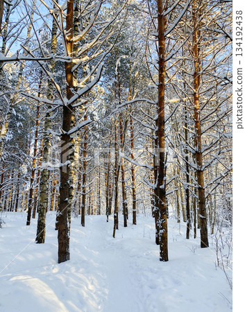 Winter forest with pine trees and snow Winter forest with pine trees and snow 134192438