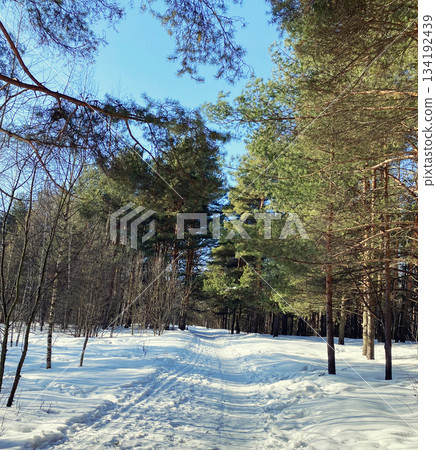 Winter forest with pine trees and snow Winter forest with pine trees and snow 134192439