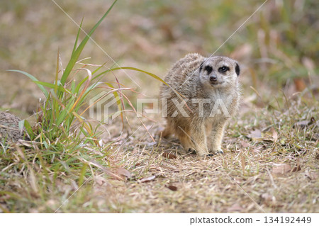 A meerkat standing in the dry grass as autumn turns to winter 134192449
