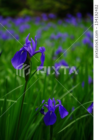 五月鳶尾 134192482