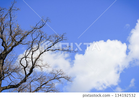 Silhouettes of tree branches with new buds against a bright blue sky with large fluffy white cloud 134192532