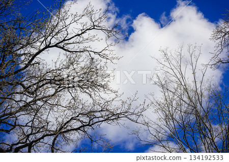 Silhouettes of tree branches with new buds against a bright blue sky with large fluffy white cloud 134192533
