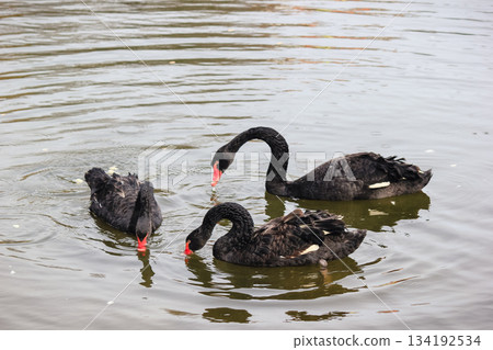 Three beautiful black swans with bright red beaks feeding or drinking in the rippling surface of a lake Three beautiful black swans with bright red beaks feeding or drinking in the rippling surface of a lake 134192534