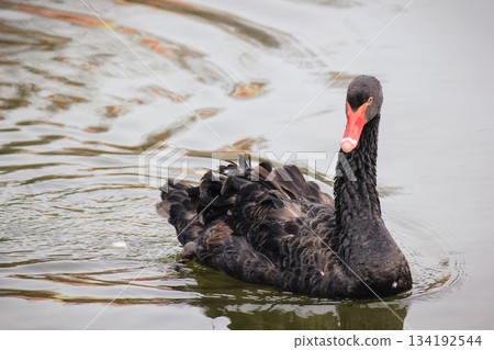 An elegant black swan with a bright red beak is swimming peacefully on the rippling water surface 134192544