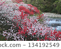 紅白之爭：桃花裝點山澗 134192549