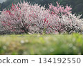 前景的草地有些模糊，柔和的光線下，桃花盛開。 134192550