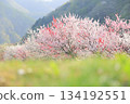 令人嘆為觀止的春日景象：陽光灑在桃花上 134192551
