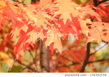 Bright red and orange oak leaves on a branch bathed in warm sunlight during the autumn season Bright red and orange oak leaves on a branch bathed in warm sunlight during the autumn season 134192556