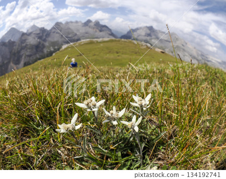 edelweiss flower in dolomites col bechei Fanes mountains edelweiss flower in dolomites col bechei Fanes mountains 134192741