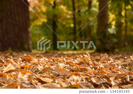 深秋時節的森林景色，落葉清晰可見。 134193145