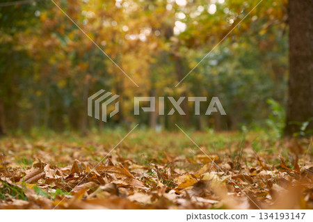 深秋時節的森林景色，落葉清晰可見。 134193147