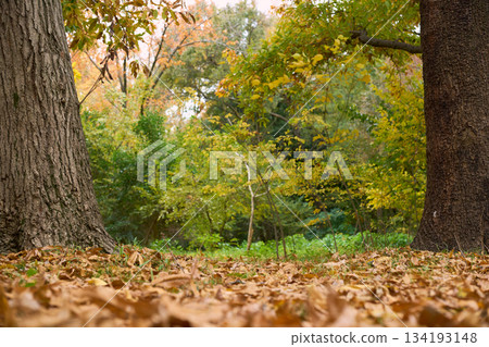 深秋森林的景象，落葉鋪滿大地。畫面焦點集中在落葉和樹木。 134193148