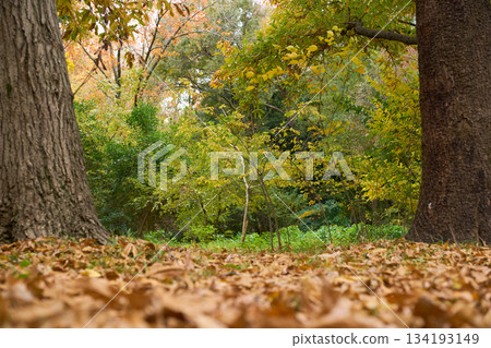 秋末時節，落葉覆蓋森林，景色迷人。 134193149