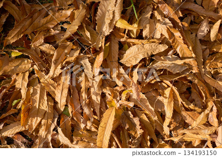 陽光直射下，落葉紛飛的紋理背景。 134193150