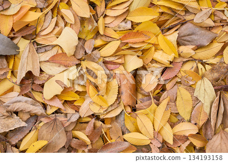 Texture background of various kinds of yellow fallen leaves Texture background of various kinds of yellow fallen leaves 134193158