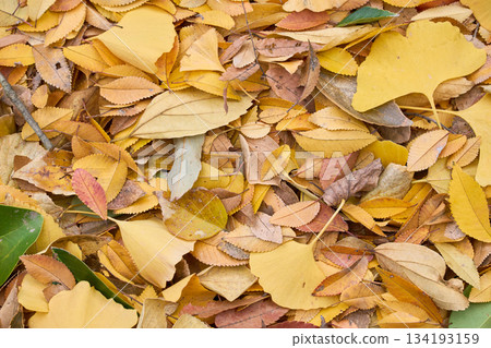 Texture background of various kinds of yellow fallen leaves Texture background of various kinds of yellow fallen leaves 134193159