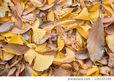 Texture background of various kinds of yellow fallen leaves Texture background of various kinds of yellow fallen leaves 134193164